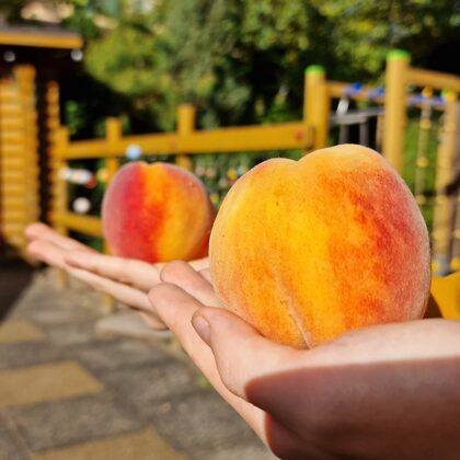Kukaramā ir divi persiku koki un vismaz miljons saldu un sulīgu persiku sezonā :)